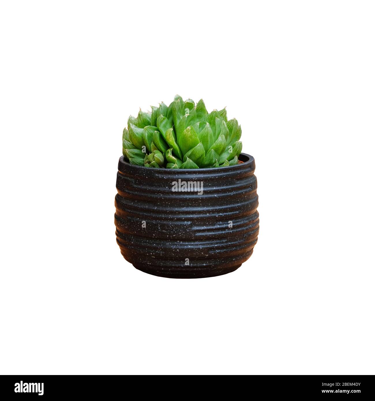 Green succulent house plant in black pot isolated on white background. Stock Photo