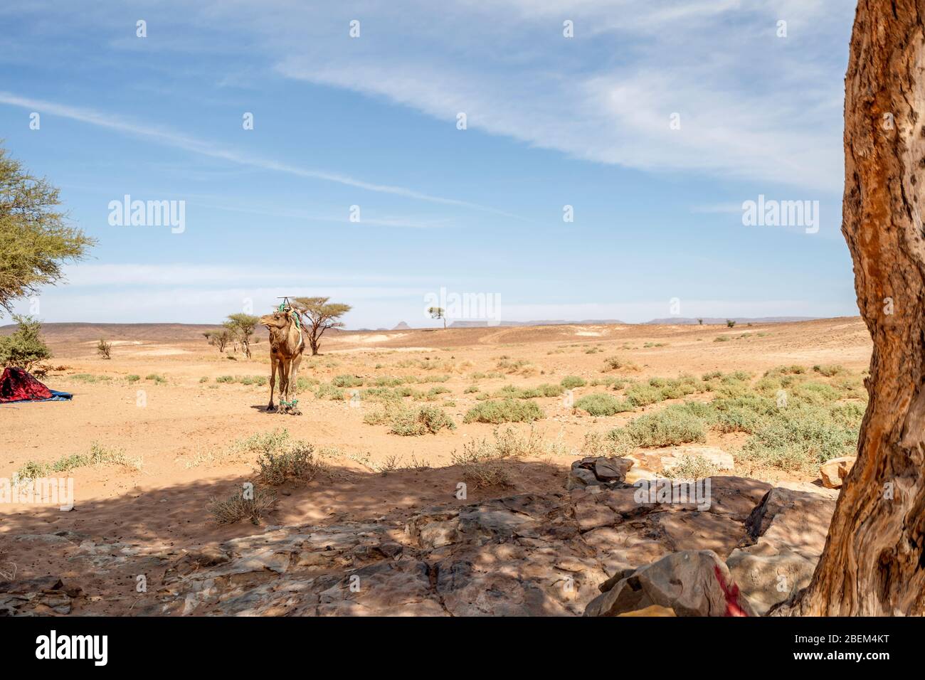 Dromedary camel in the oasis on Sahara Desert in Morocco, Africa Stock Photo