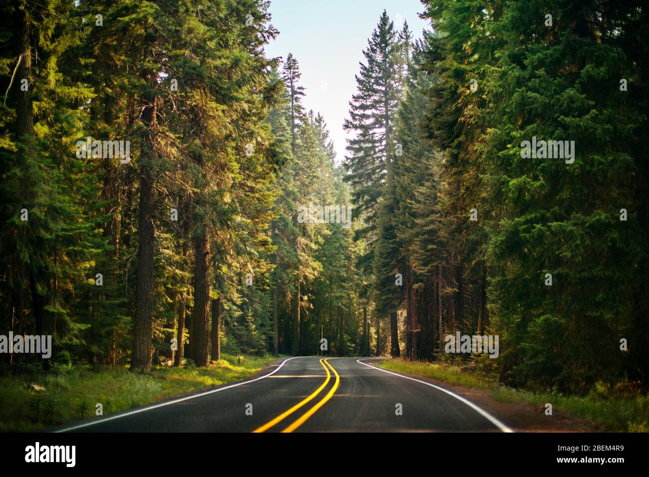 Country road surrounded by trees. Stock Photo