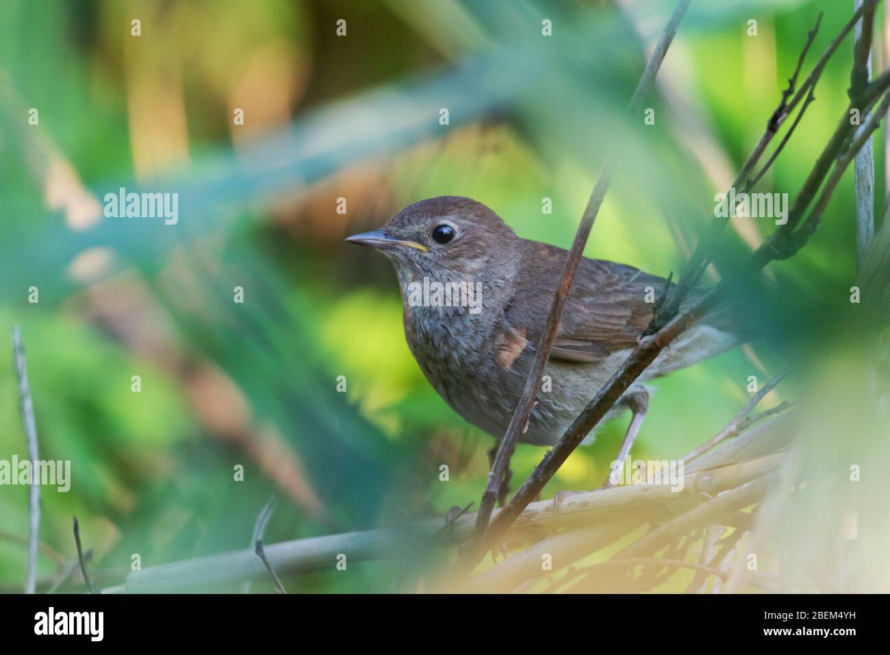 Nightingale bird europe hires stock photography and images Alamy