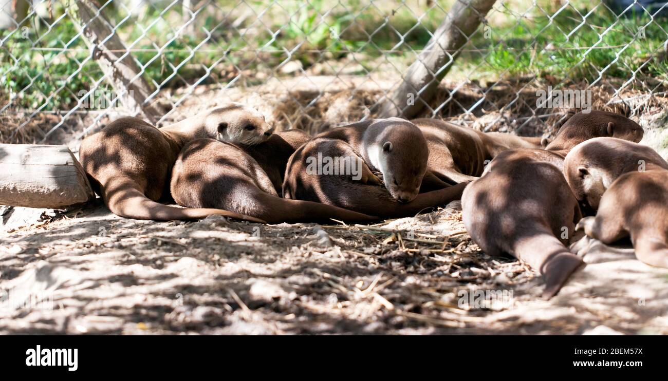 A Family of Smooth Coated Otter's sleeping in their enclosure at Wingham Wild Life Park,  Kent Stock Photo