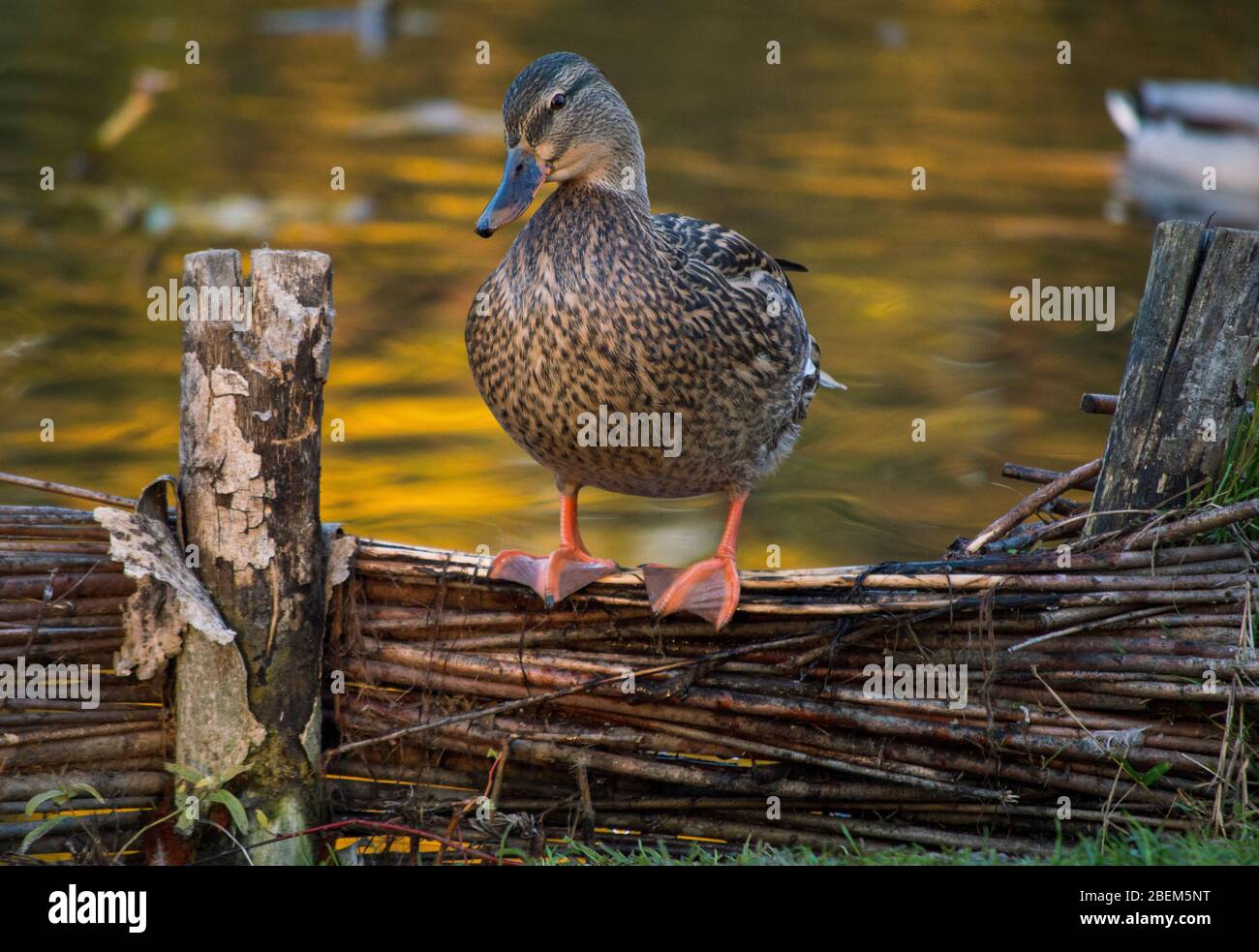 Close up portrait of a mallard duck sitting on a wicker fence in the park with blurry pond behind, wildlife reserve with cute ducks, brown mallards in Stock Photo