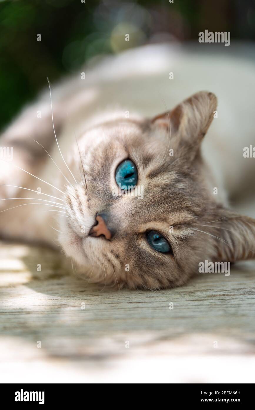 Beautiful and stunning White Blue-eyed cat in a green spring garden with bamboo playing around and looking to camera. Stock Photo