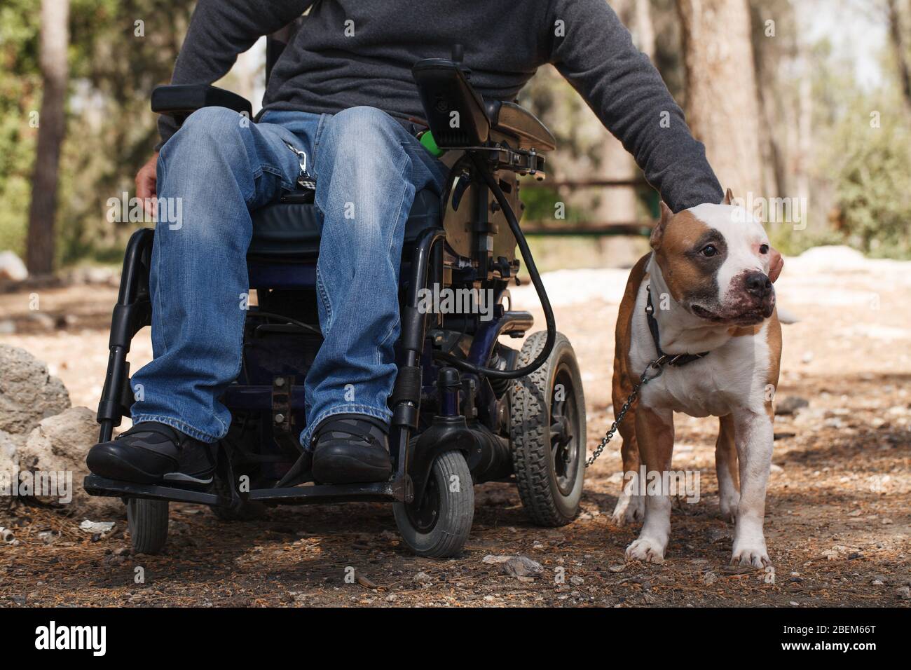 Young man in a wheelchair with his faithful dog walk in the park Stock Photo
