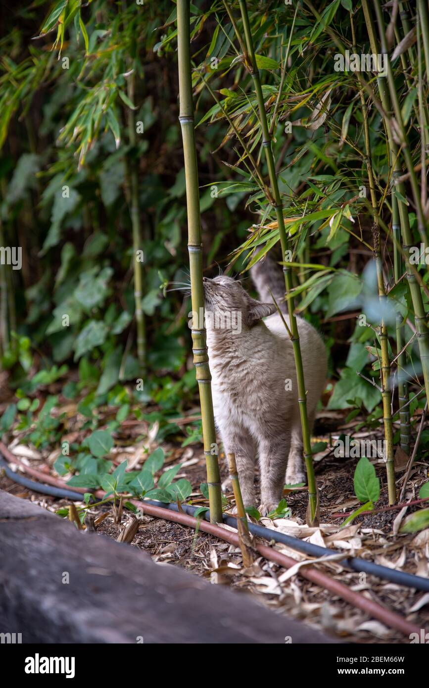 Beautiful White Blue-eyed cat in a green spring garden with bamboo playing around. Stock Photo