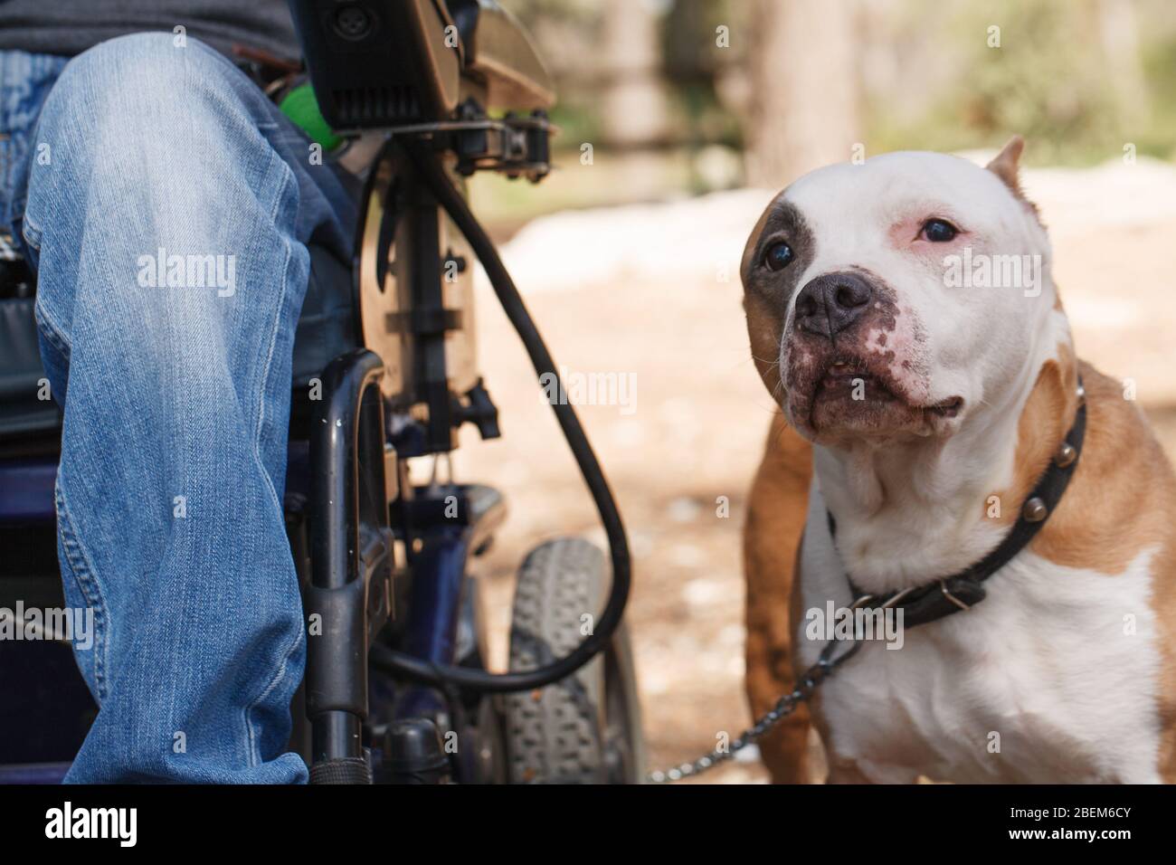 Faithful dog with its owner in a wheelchair Stock Photo