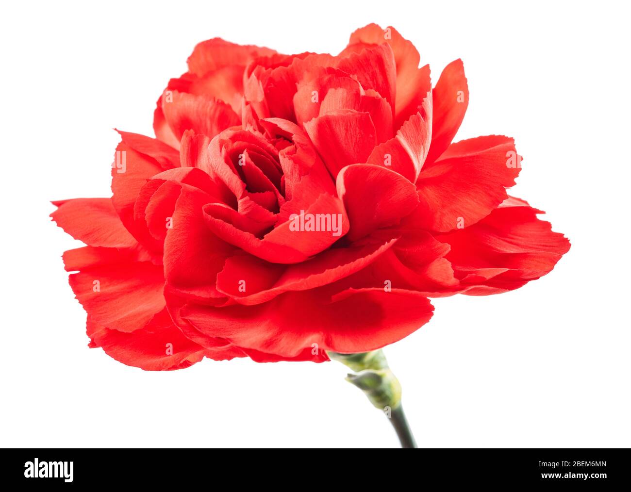 Red carnation flower isolated on white background Stock Photo - Alamy