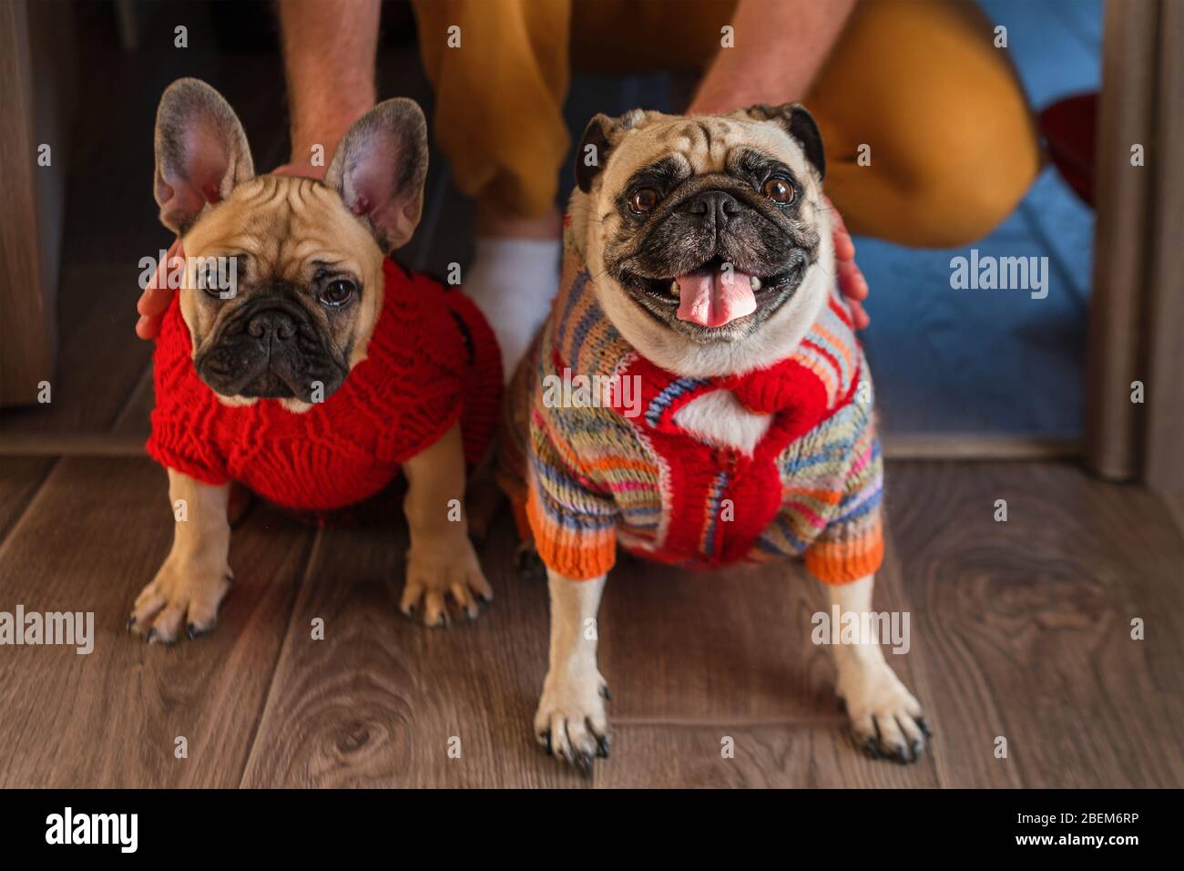 do bulldogs need sweaters