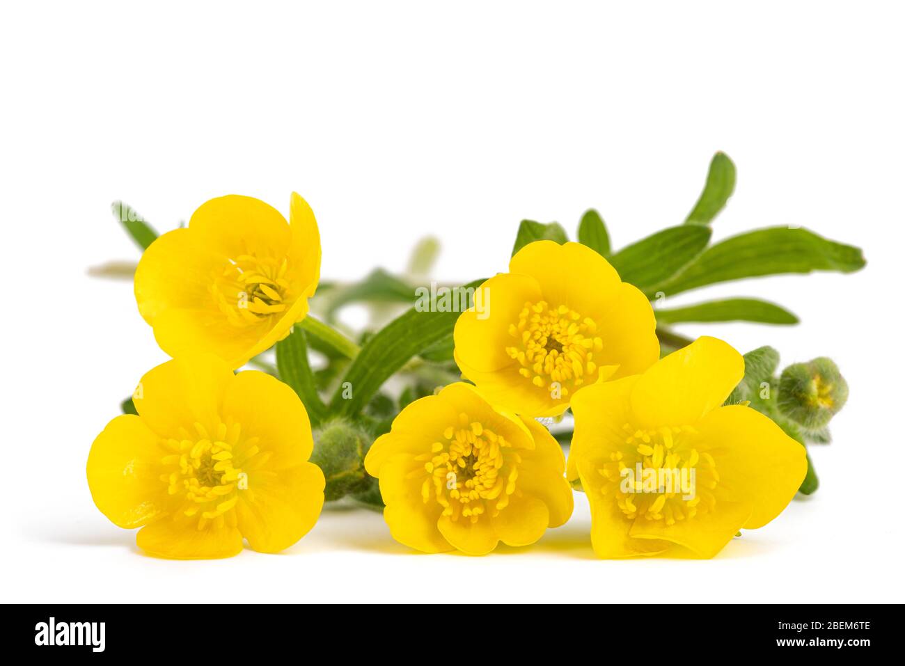 Woolly buttercup flowers isolated on white background Stock Photo