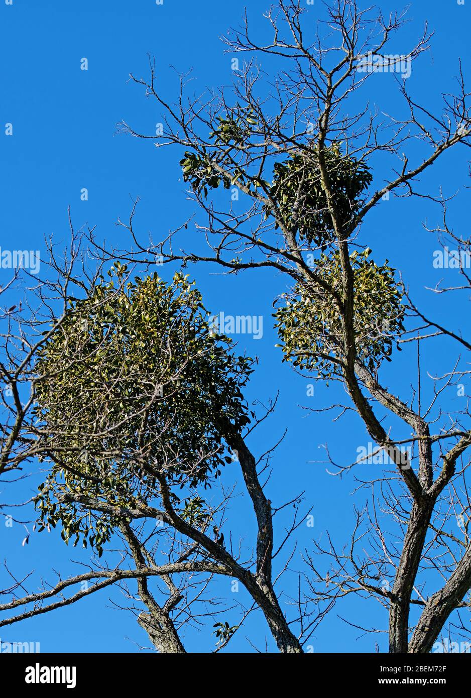 White Berry Mistletoe Viscum Album In Spring Stock Photo Alamy