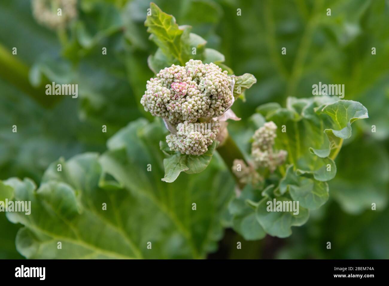 Rhubarb plant  in a garden Stock Photo