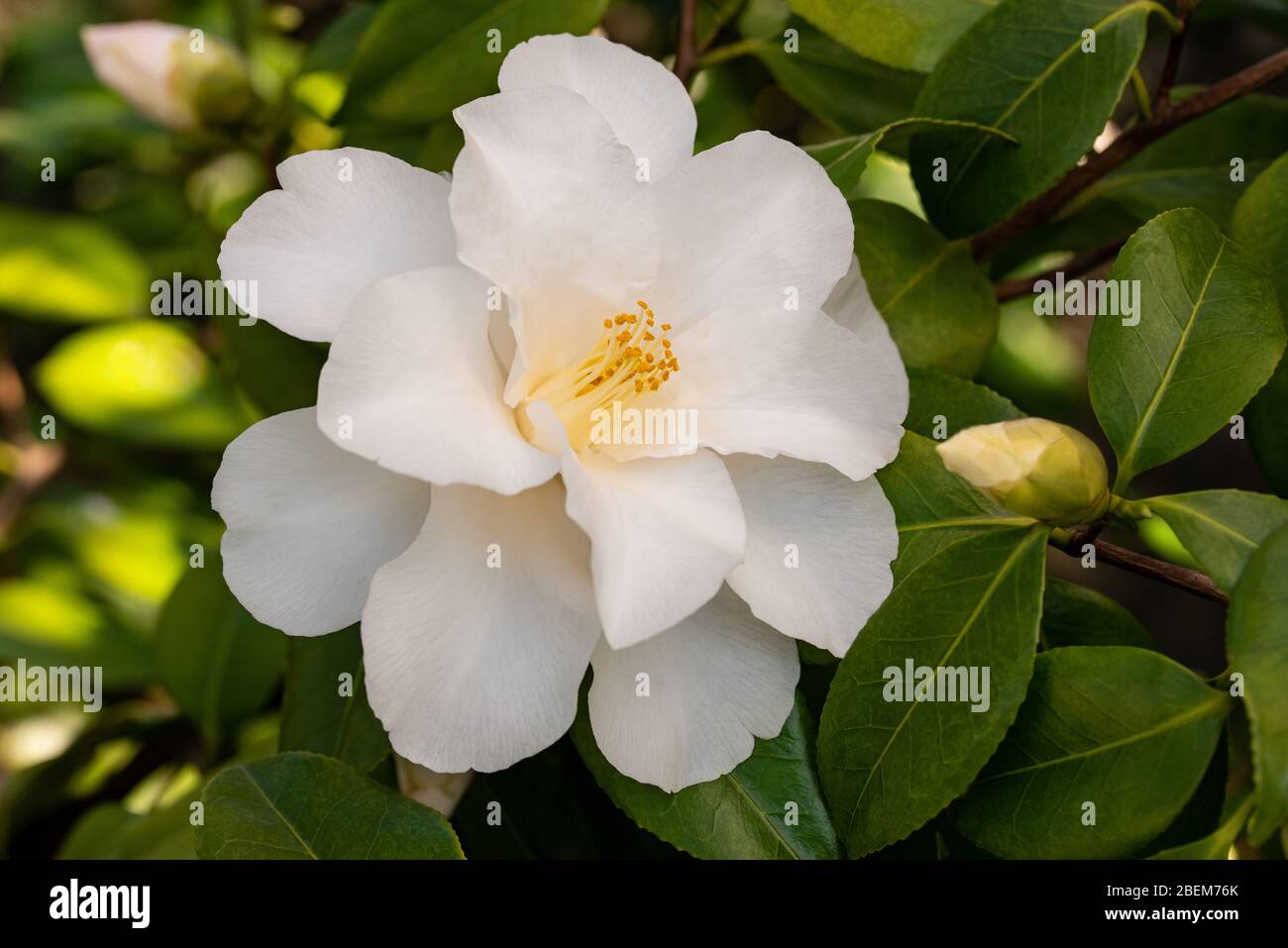 White camellia flower hi-res stock photography and images - Alamy