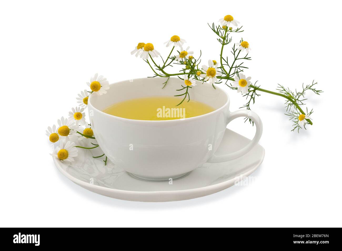 Chamomile cup with flowers isolated on white Stock Photo