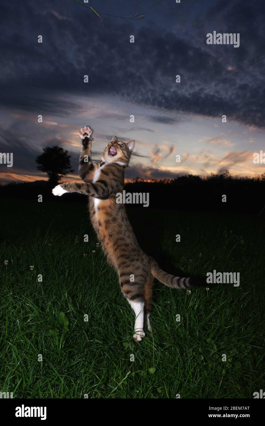 Pouncing tabby cat hi-res stock photography and images - Alamy