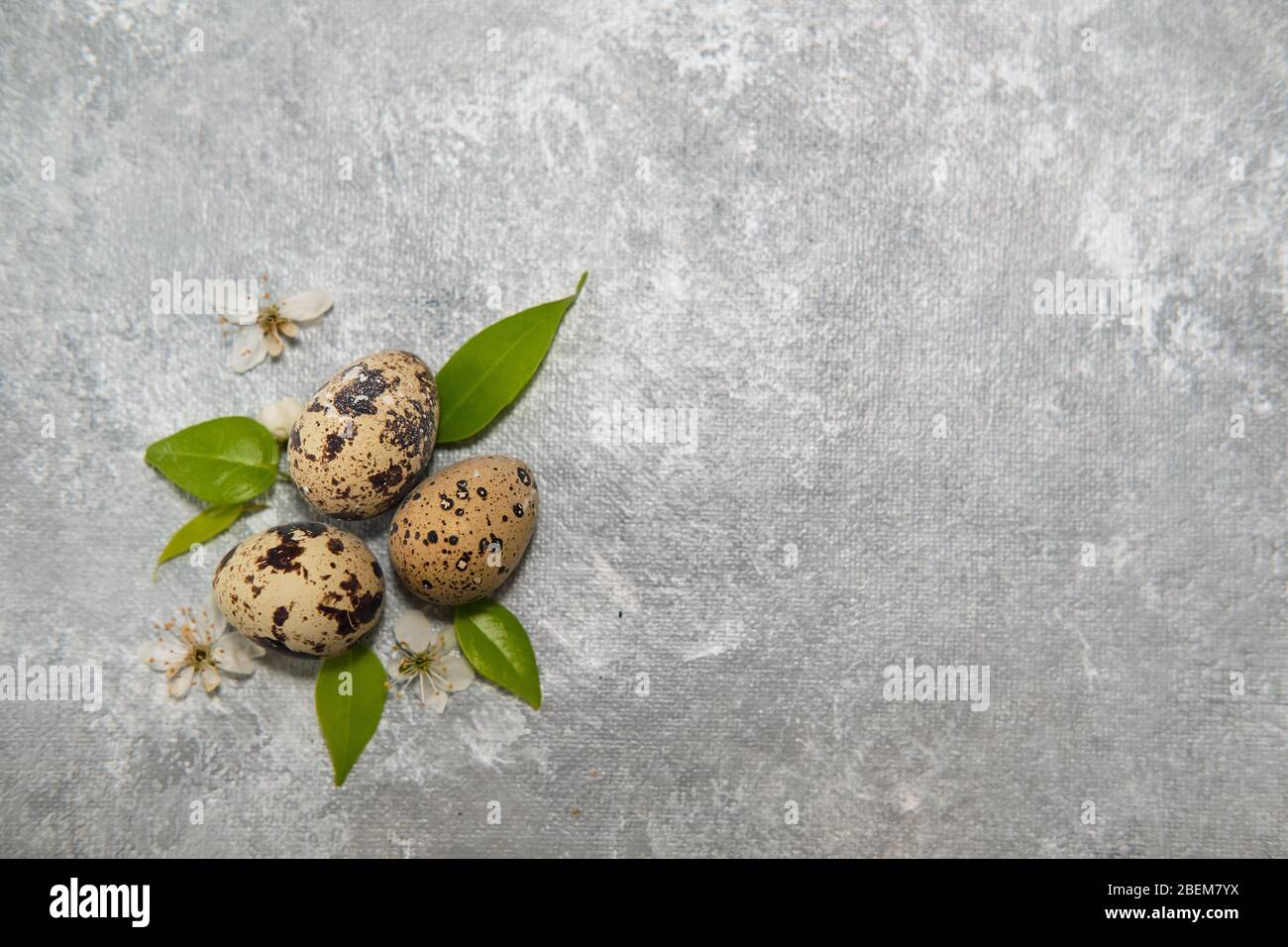 three quail eggs and green leaves - easter composition on gray background Stock Photo