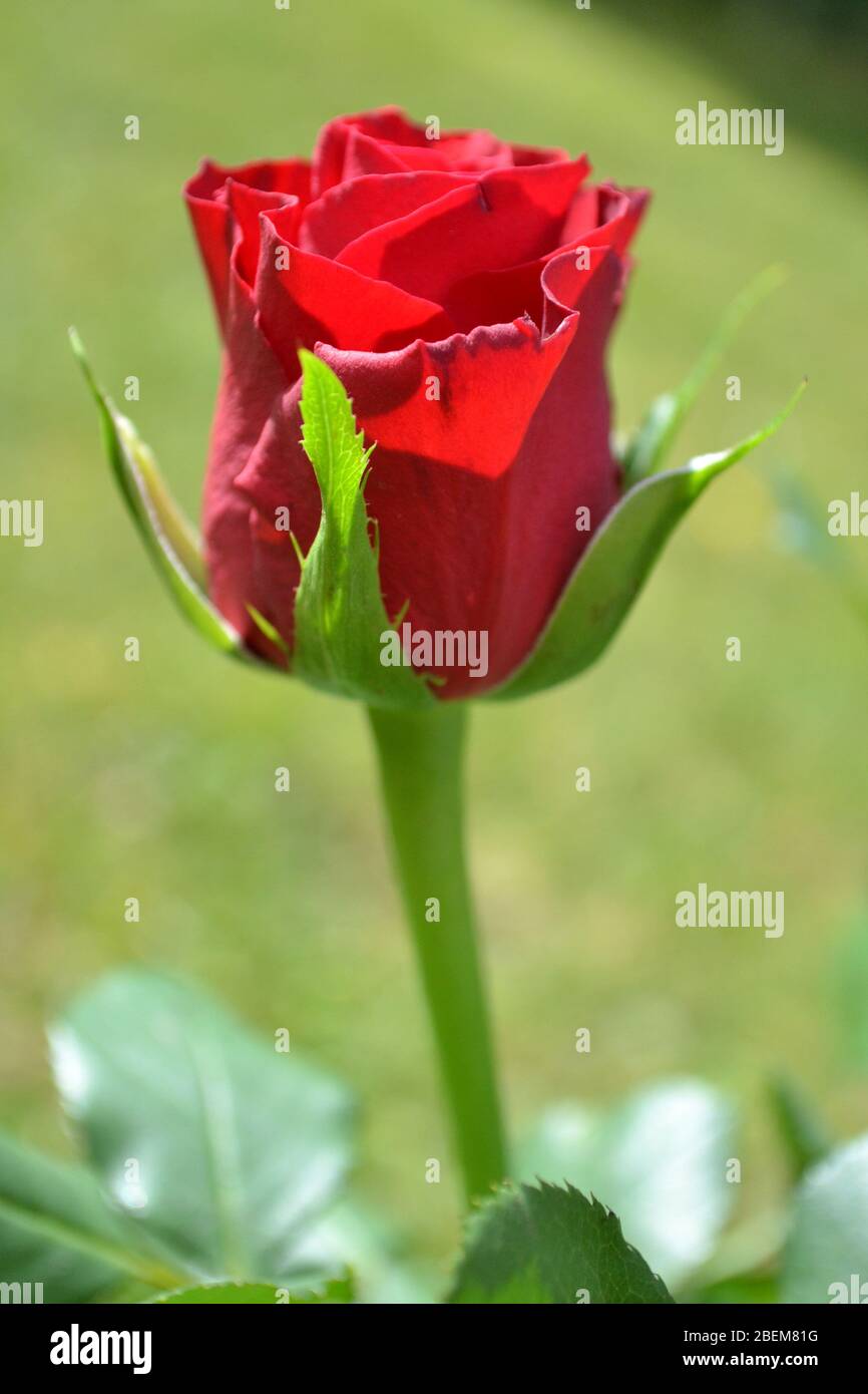 Single red rose stem hires stock photography and images Alamy