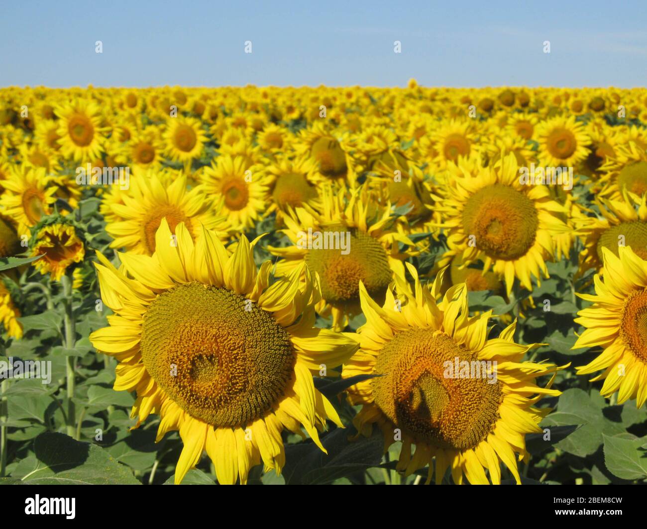 Sunflower field and blue sky Stock Photo - Alamy