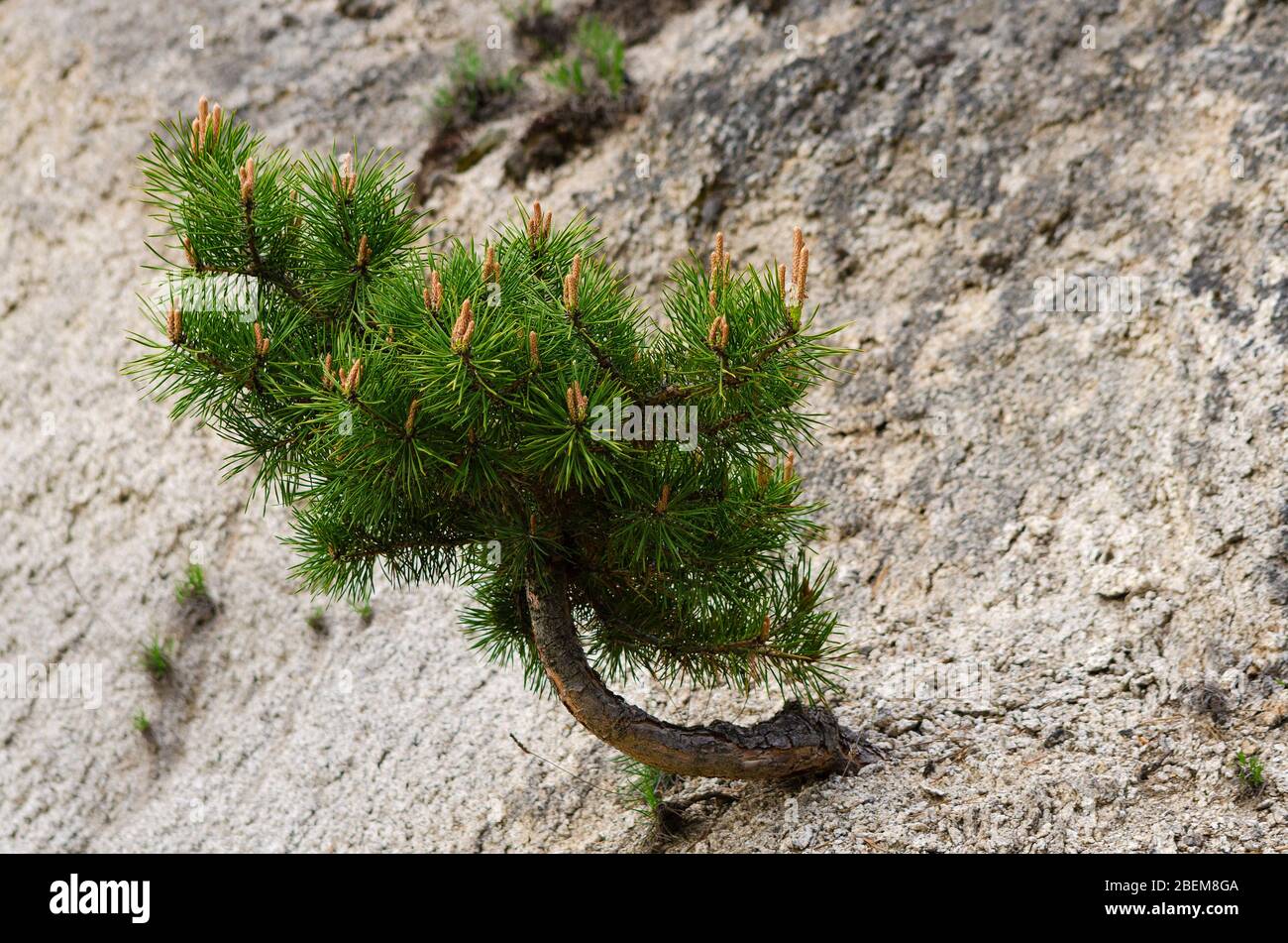 Little but strong pine tree growing on a cliff Selective focus Stock
