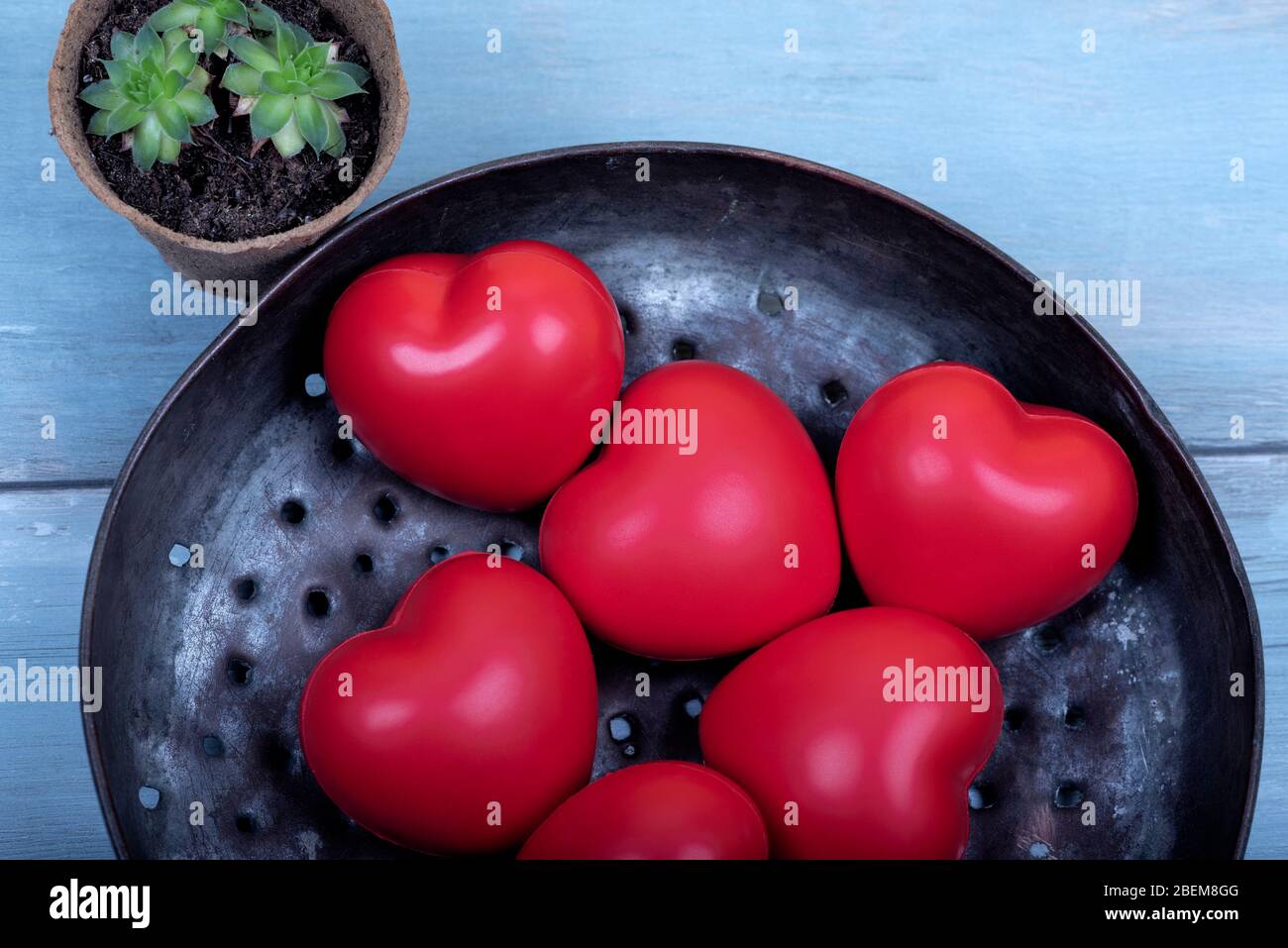 Six red plastic hearts in a metal plate and succulent plant in a gardening pot from above on a blue wooden background Selective focus Stock Photo