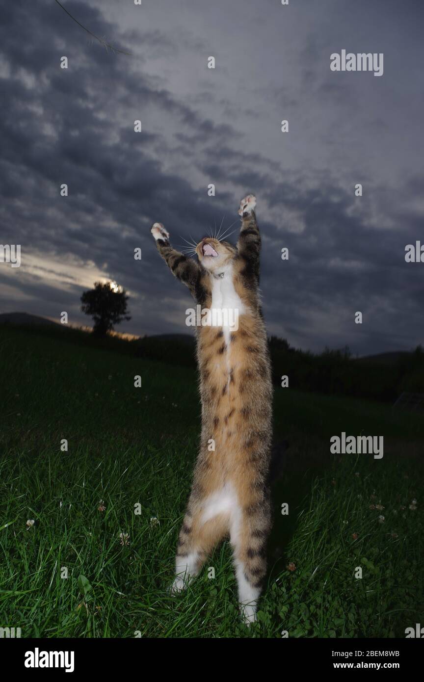 Pouncing tabby cat hi-res stock photography and images - Alamy