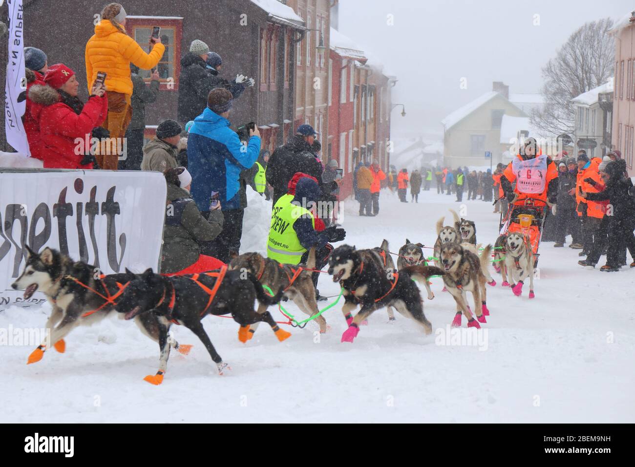 Husky sled dog team at the start of the world's largest dog sled race 'Femundløpet/Femund Race' in the historical minning town of Røros, Norway Stock Photo