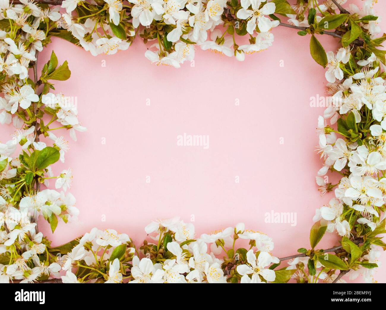 Frame of white spring flowers on a pink background, the beginning of spring. Place for text. Romantic mood. flat lay Stock Photo