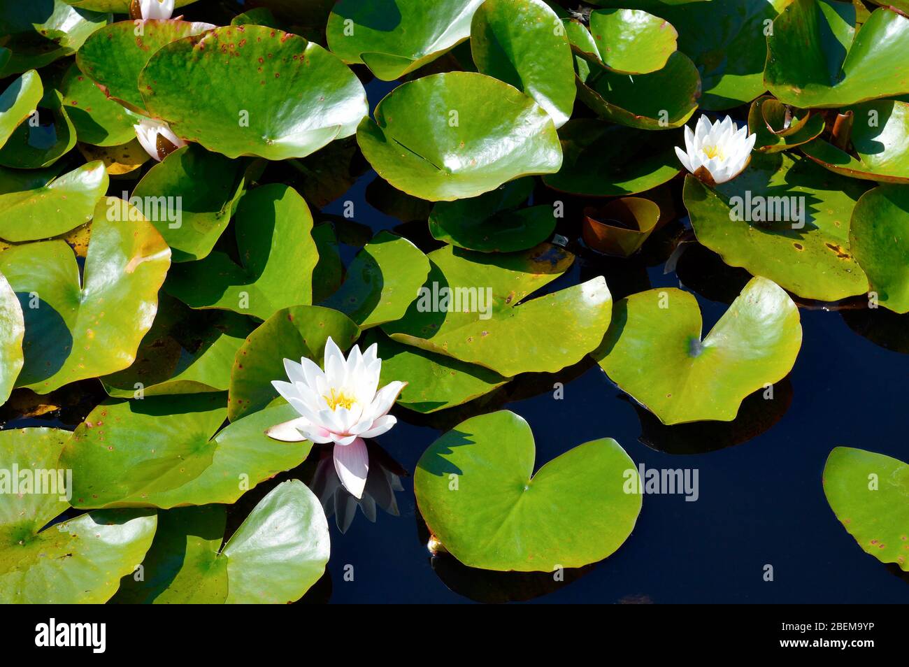 Water lilies Latin name Nymphaea Alba flowers Stock Photo