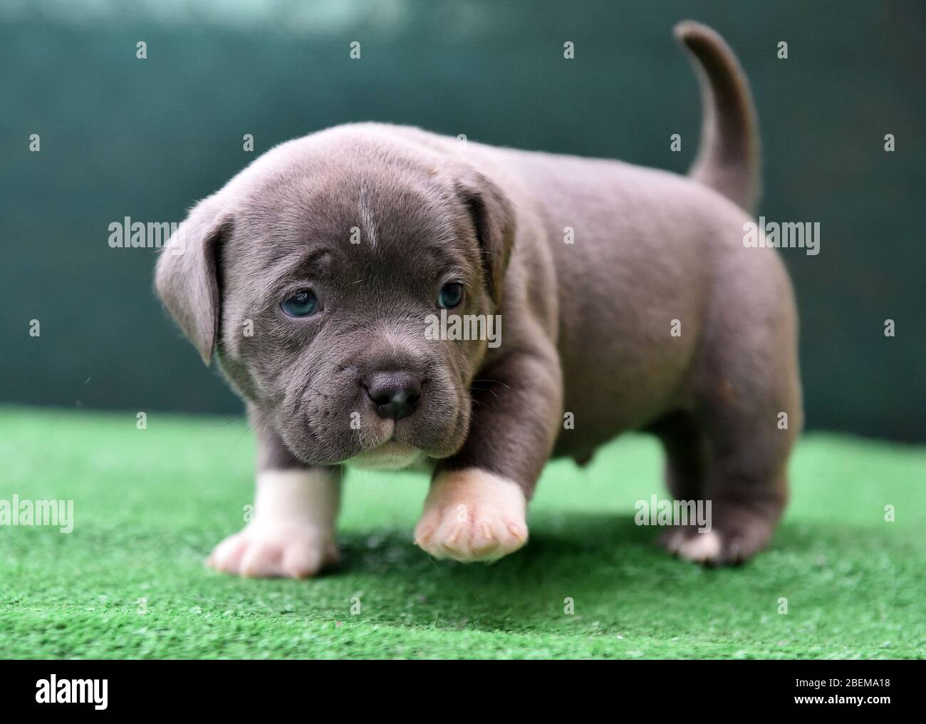 Dog mom American bully puppy dog, Pet funny and Cute Stock Photo - Alamy