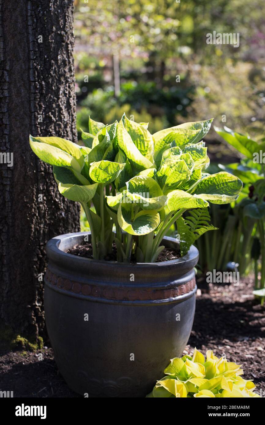 Tom mount hires stock photography and images Alamy