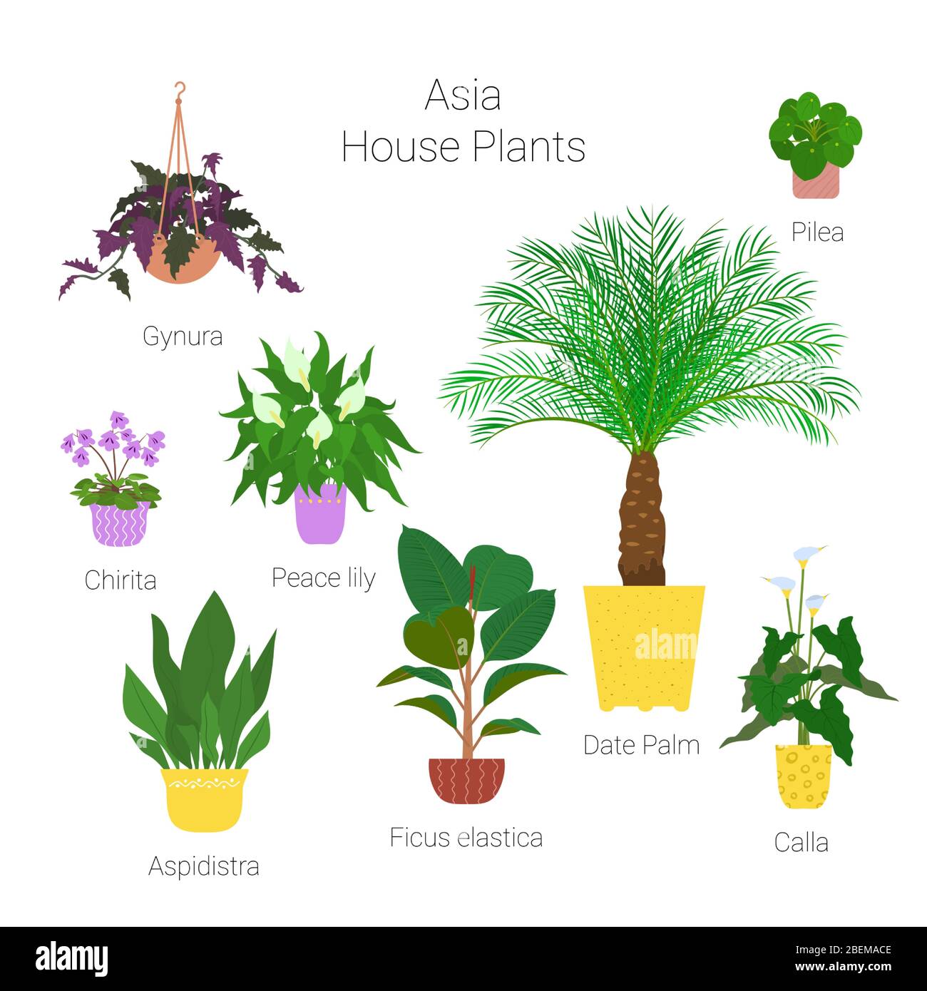 coffee house plant Arabica Coffee main image 0