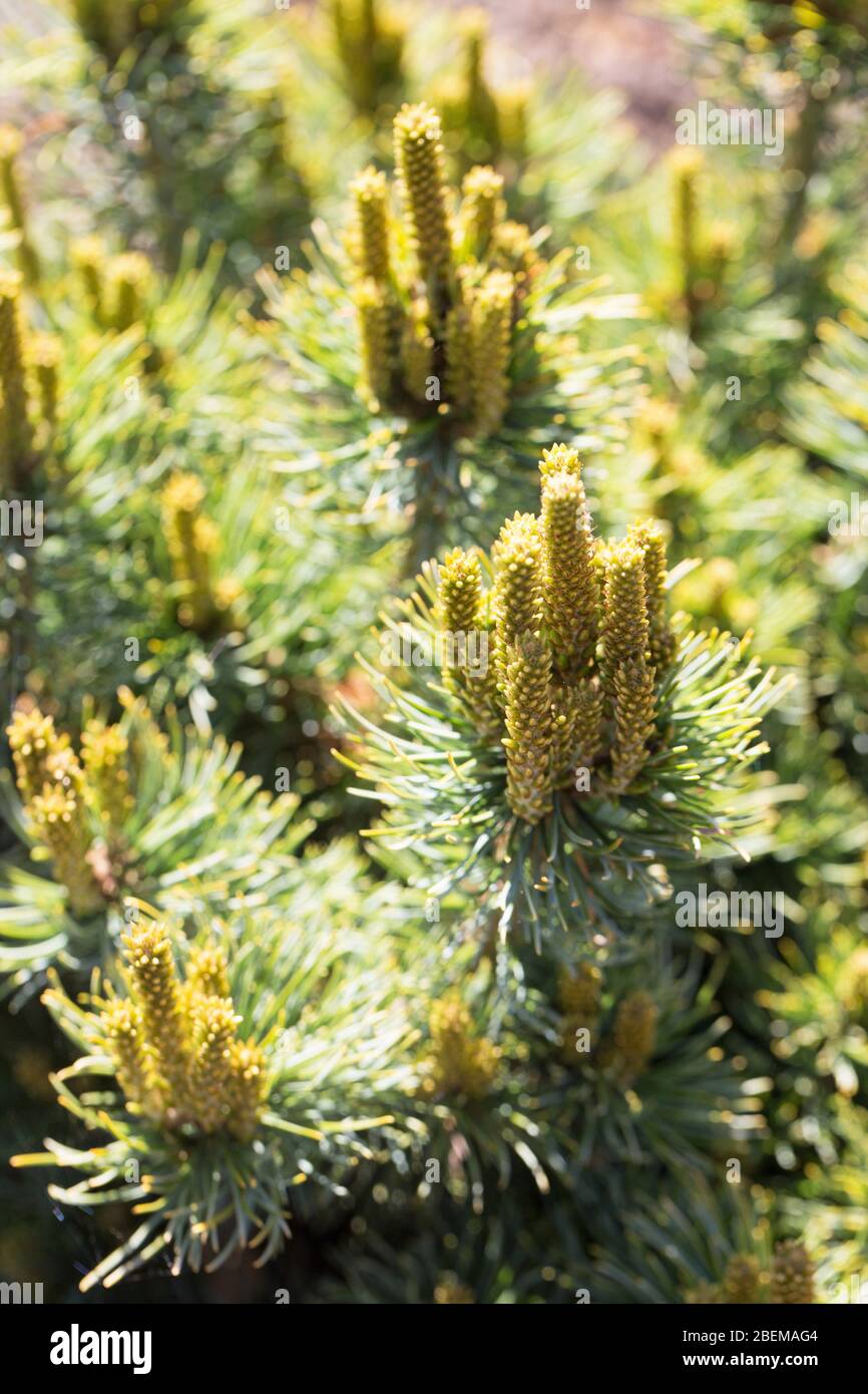 Pinus parviflora 'Catherine Elizabeth'. Stock Photo