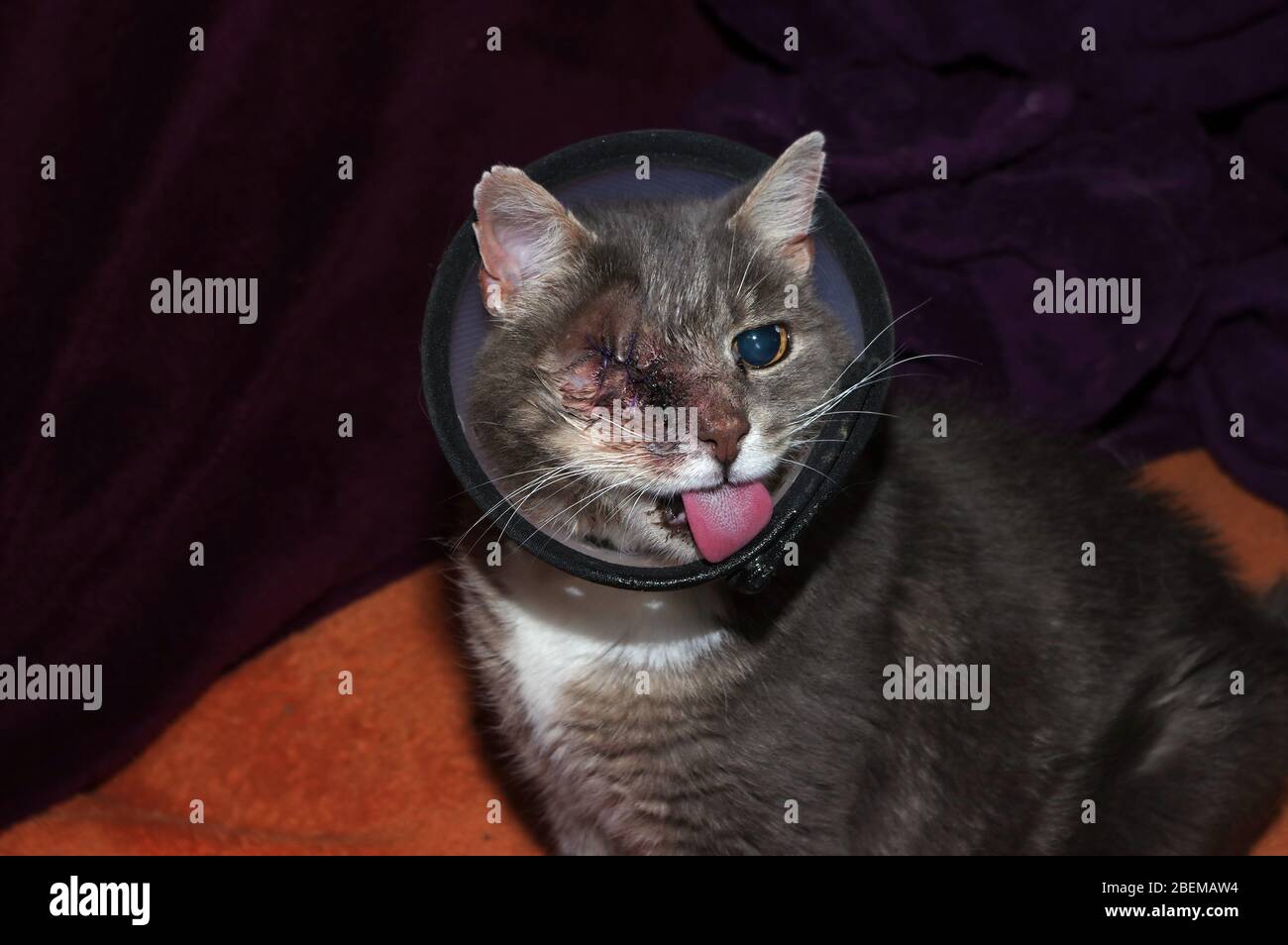 Oneeye cat with cone collar Stock Photo Alamy