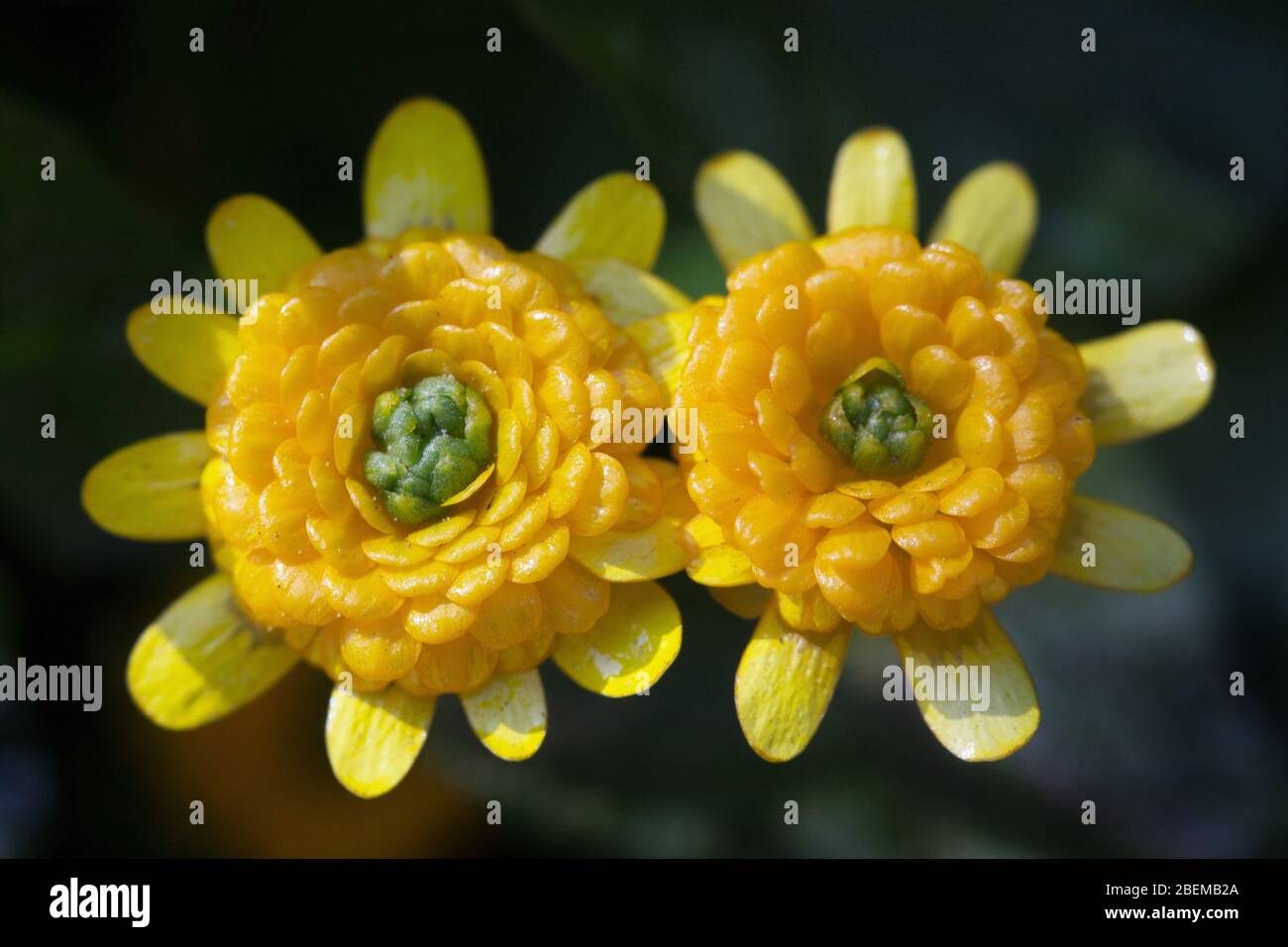 Ranunculus ficaria 'Collarette'. Stock Photo