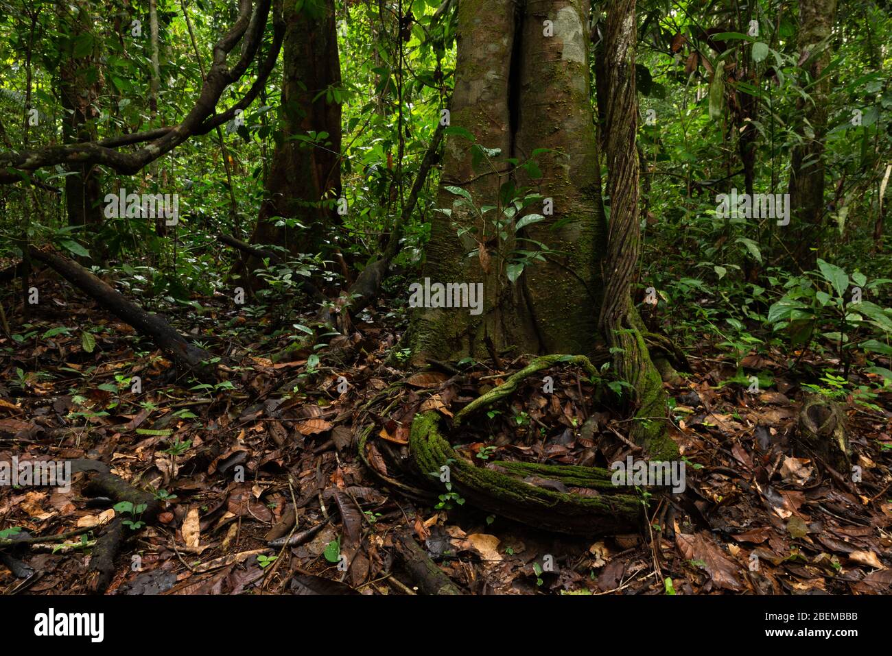 Lowland Amazon Rainforest ground level at Cristalino Reserve, Pará, Brazil Stock Photo