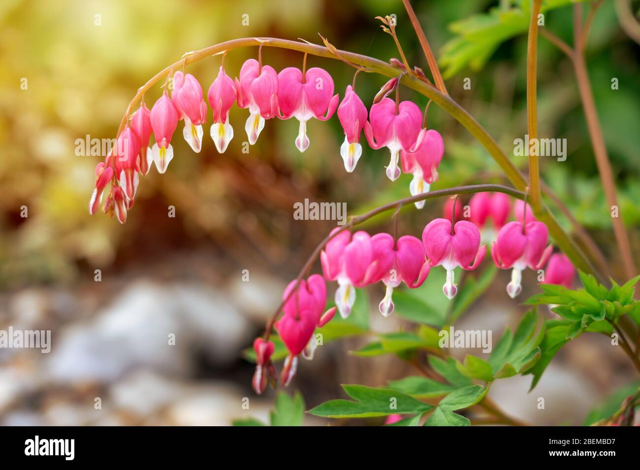 beautiful Pacific Bleeding heart Dicentra formosa in sunset with sunbeams . Stock Photo