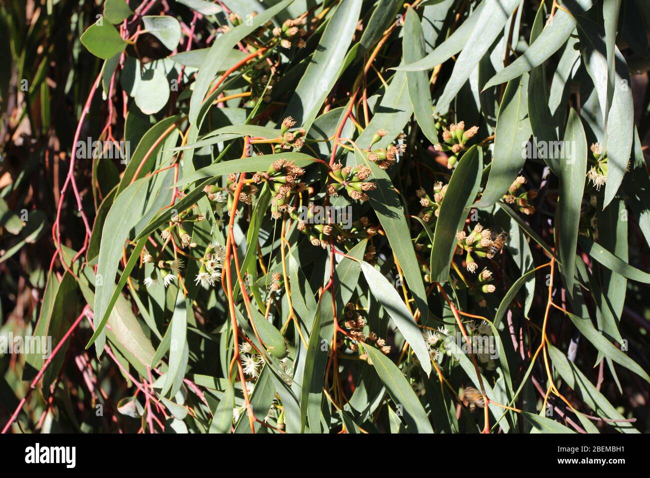 Close up of a York Gum, Eucalyptus loxophleba, tree's leaves and flower