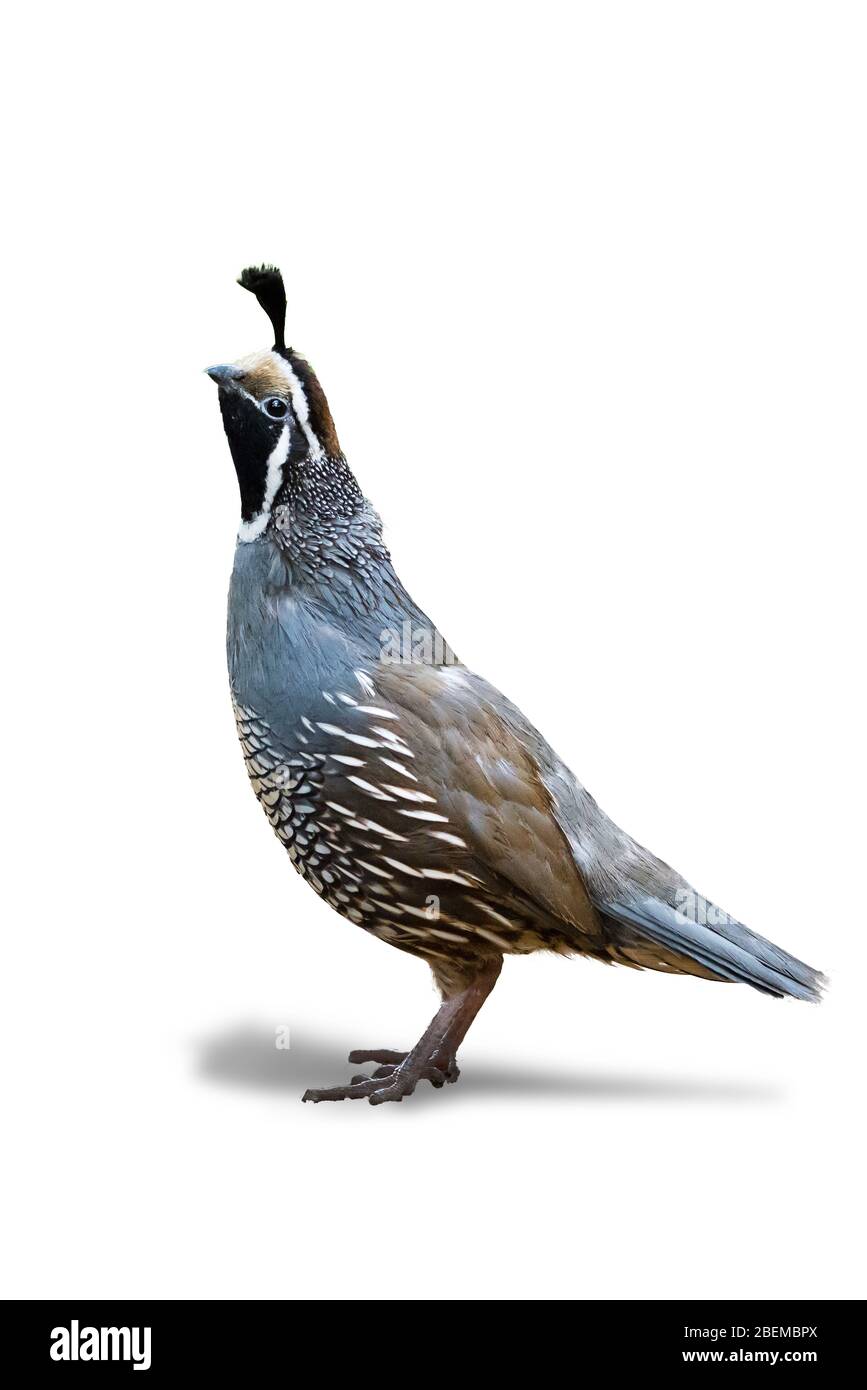 California quail isolated on white background ( Callipepla californica