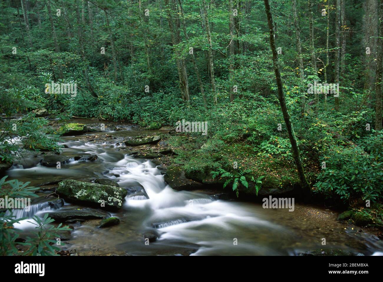 Cold Springs Creek, Pisgah National Forest, North Carolina Stock Photo