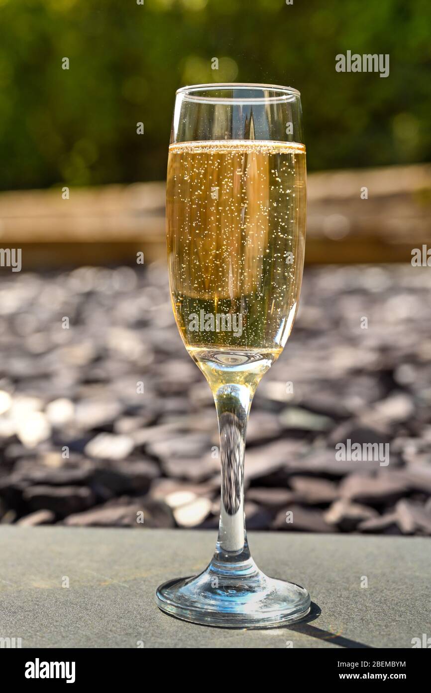 Close up view of a single flute glass of champagne outdoors isolated against a garden scene blurred in the background Stock Photo