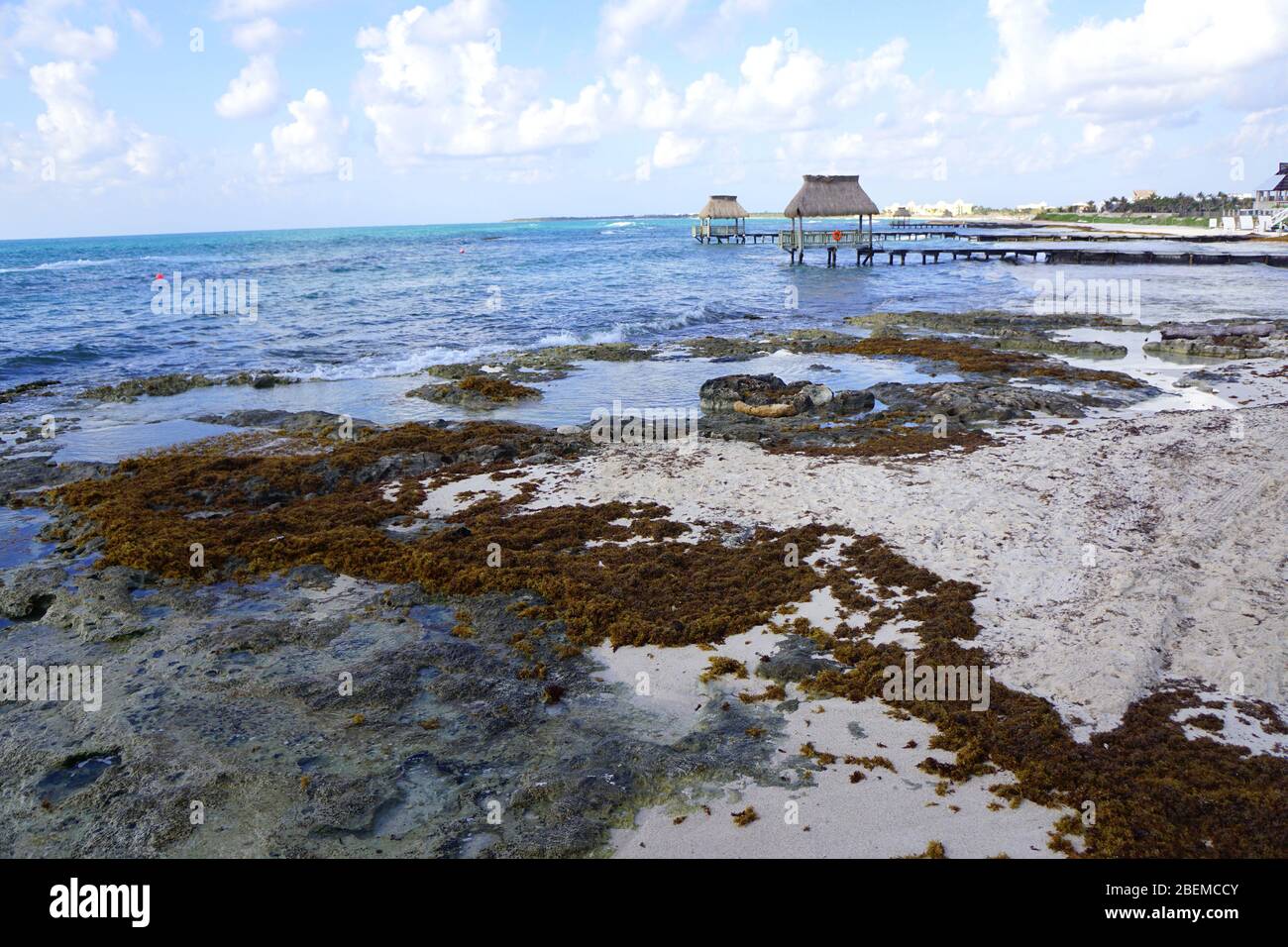 Sargassum, brown alga seaweed at the beach in Riviera Maya, Mexico