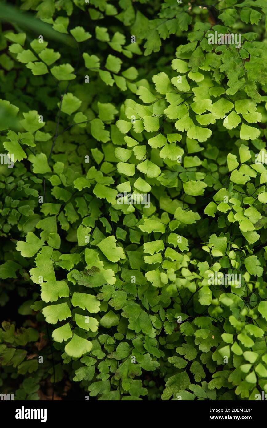 Creeping jenny (Lysimachia nummularia) is a species of flowering plant in the family Primulaceae. Stock Photo