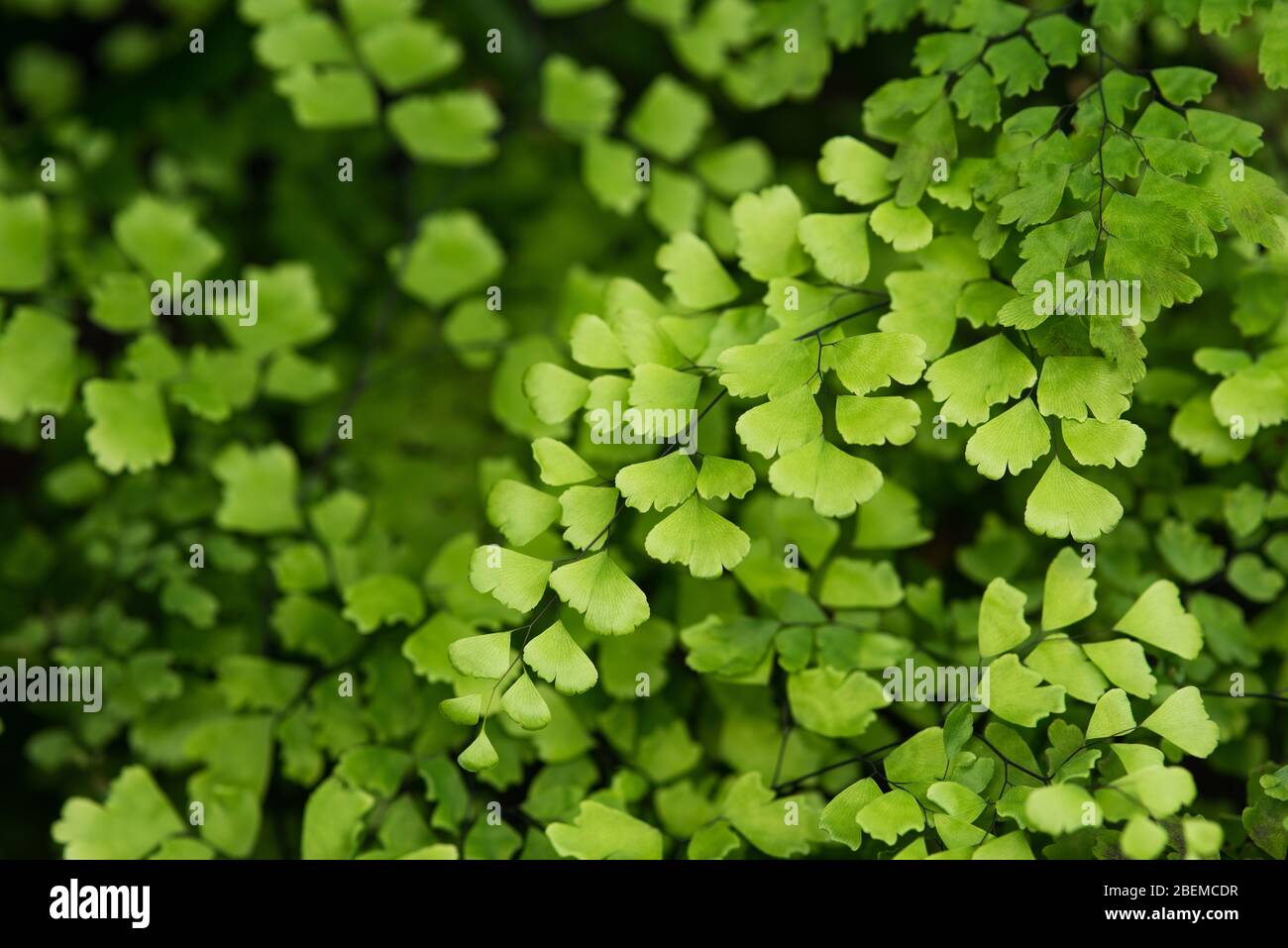Creeping jenny (Lysimachia nummularia) is a species of flowering plant in the family Primulaceae. Stock Photo