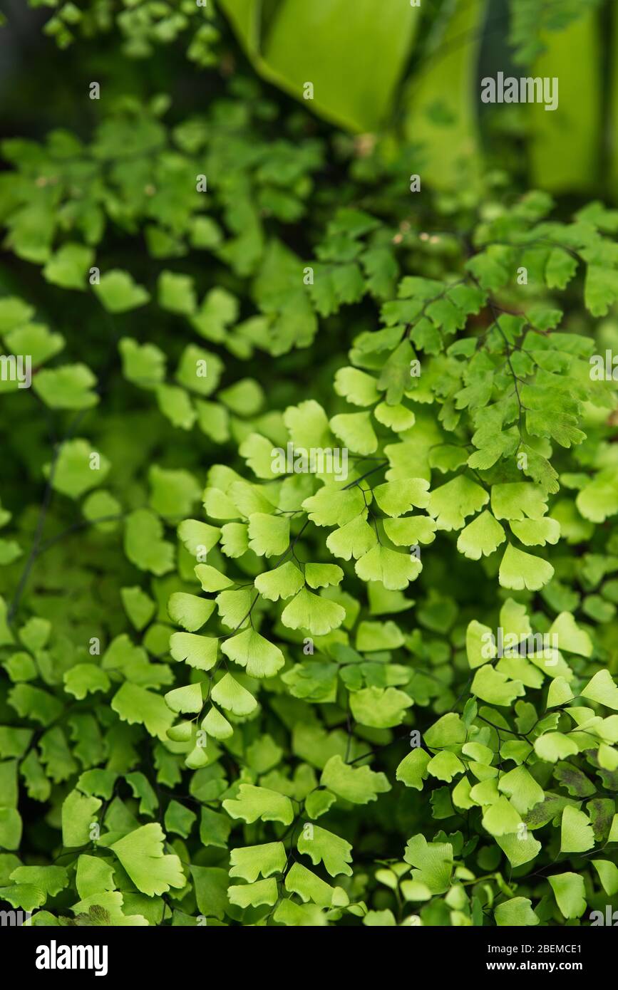 Creeping jenny (Lysimachia nummularia) is a species of flowering plant in the family Primulaceae. Stock Photo