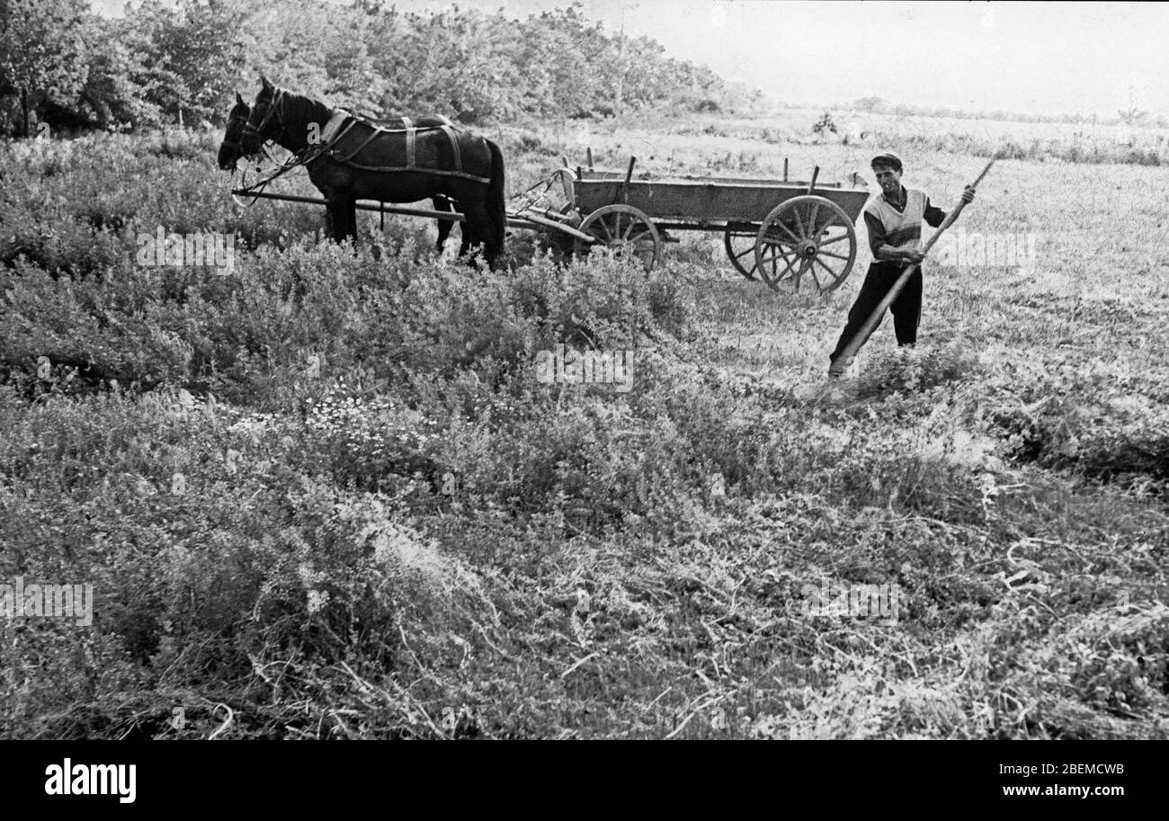Peasant farmer farming Co-operative farm Bulgaria 1965 Stock Photo