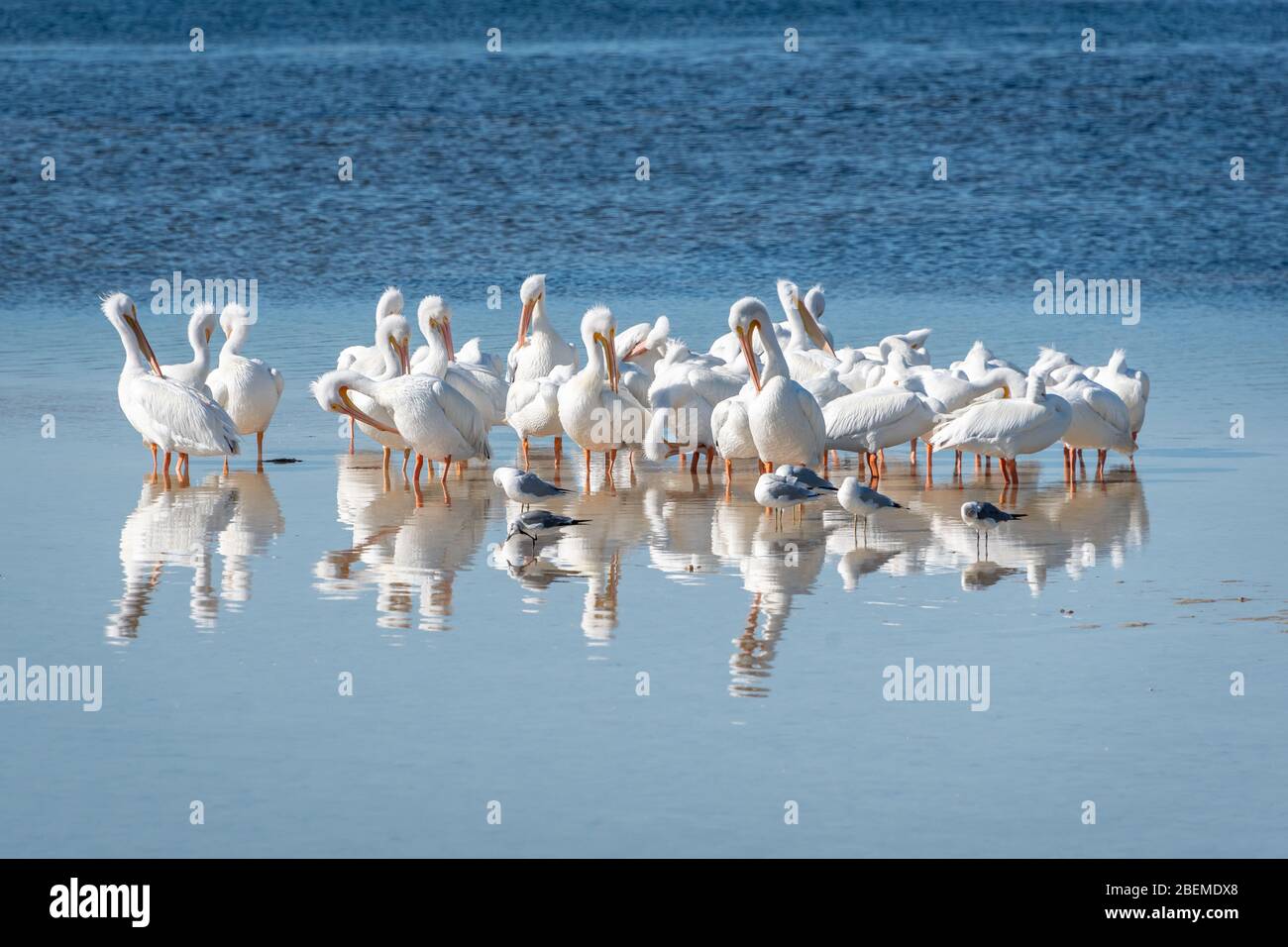 Group of white pelicans preening feathers in shallow water with reflections. Ding Darling Wildife Refuge, Sanibel Island, western Florida in winter. Stock Photo