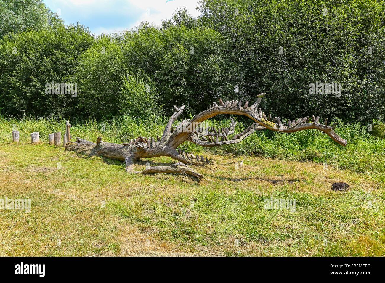 A wooden bird sculpture of Starlings on a fallen tree at Westhay Moor Nature Reserve, Somerset, England, UK Stock Photo