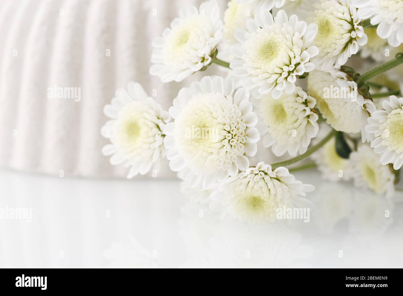Bouquet of white little chrysanthemum on bright background. Tender springtime concept. Copy space Stock Photo