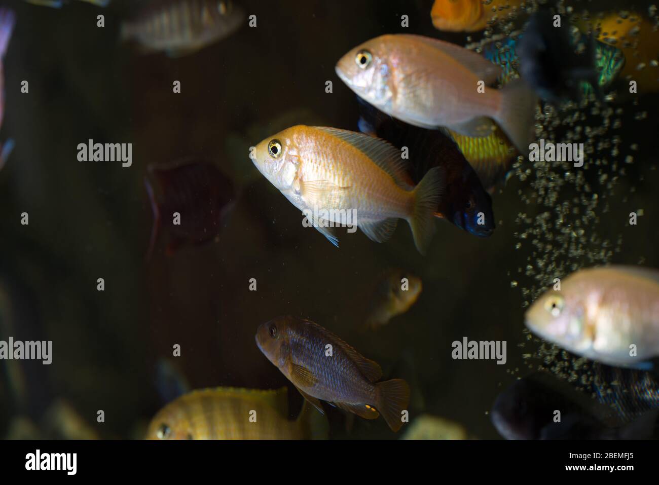 African cichlids males and females swimming in aquarium Stock Photo
