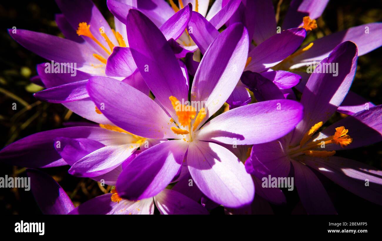 Purple Flowers in spring on a grass plain in Karlsruhe Stock Photo - Alamy