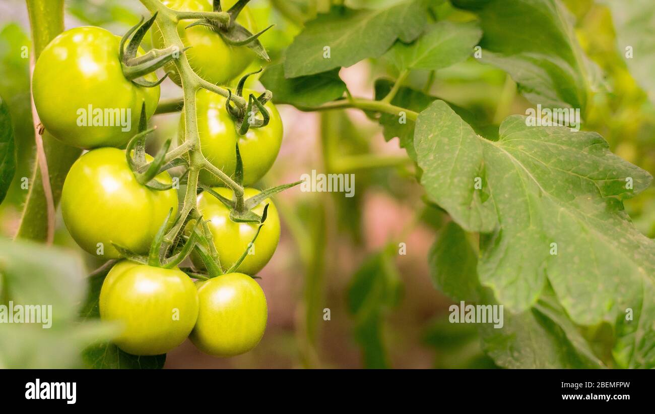 tomato plants in greenhouse. Green tomatoes plantation. Organic farming